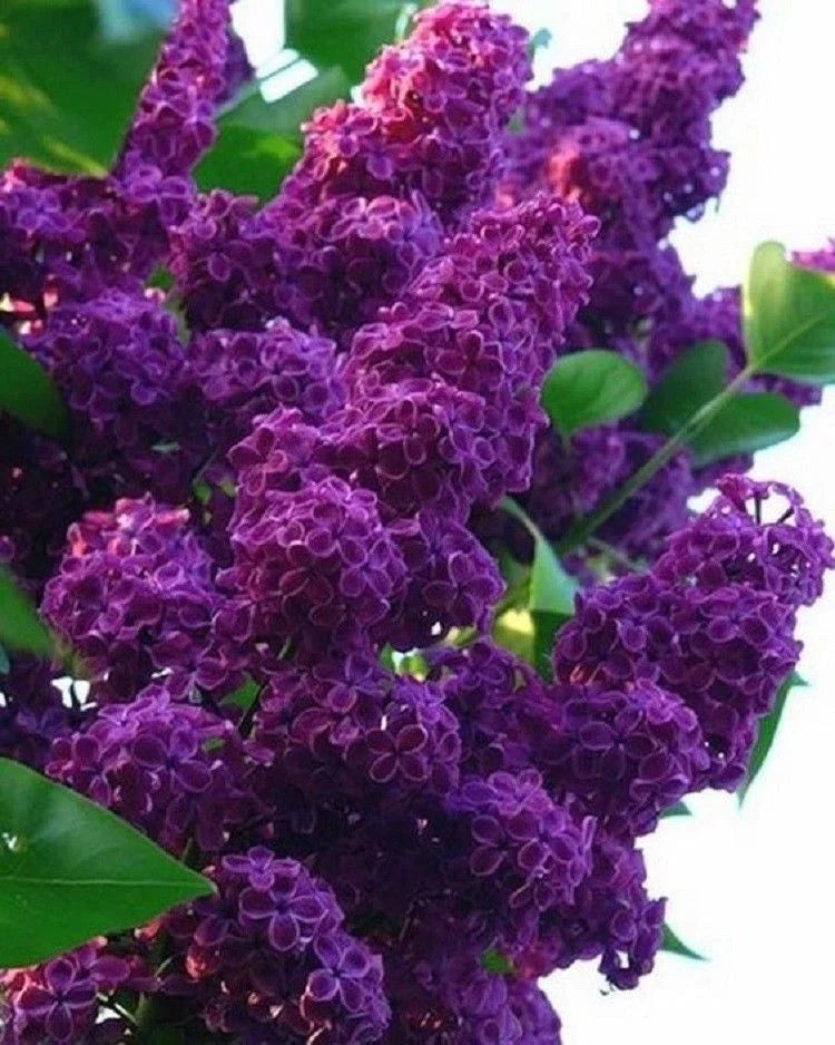 Dark Purple Lilac Seeds | Fragrant Perennial Flowers | Syringa vulgaris | 25 Seeds for Garden, Hedges & Borders