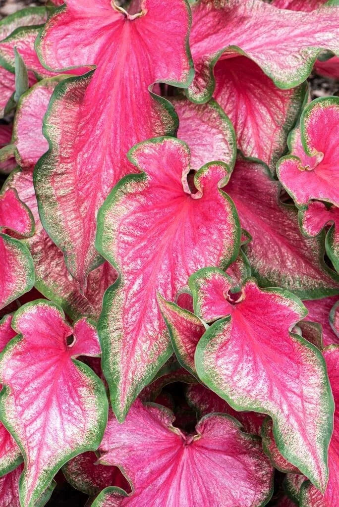 Lava Glow Caladium Bulbs - Perennial Elephant Ears with Variegated Foliage