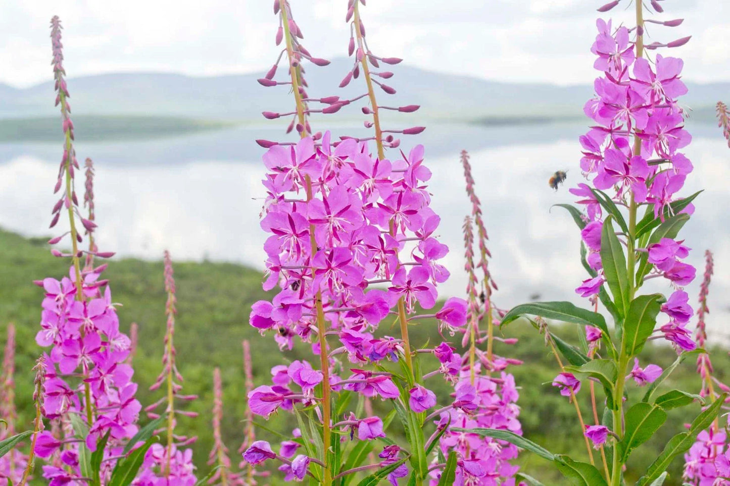 Fireweed Seeds - 301+ Organic Rosebay Willow Herb (Chamerion angustifolium) Medicinal Wildflower
