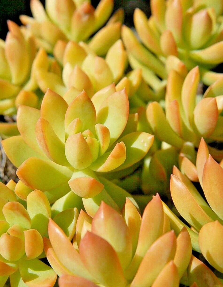 Sedum Adolphii Golden Glow - 2 Pack 4" Potted Golden Sedum Succulents
