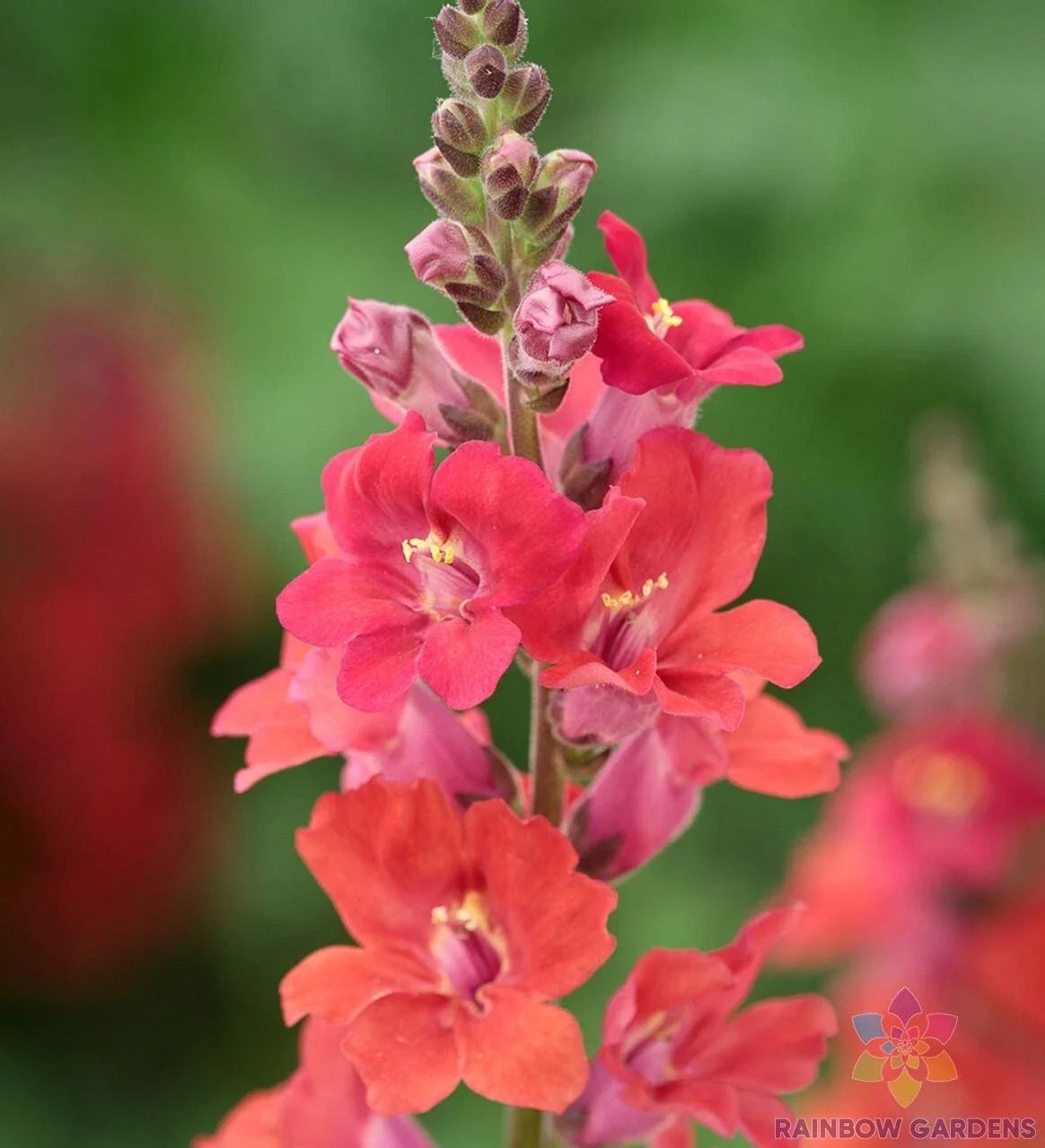 Chantilly Deep Orange Snapdragon Seeds - 1000+ Pack, Antirrhinum majus, Vibrant Flower Seeds for Borders & Containers, USA Grown