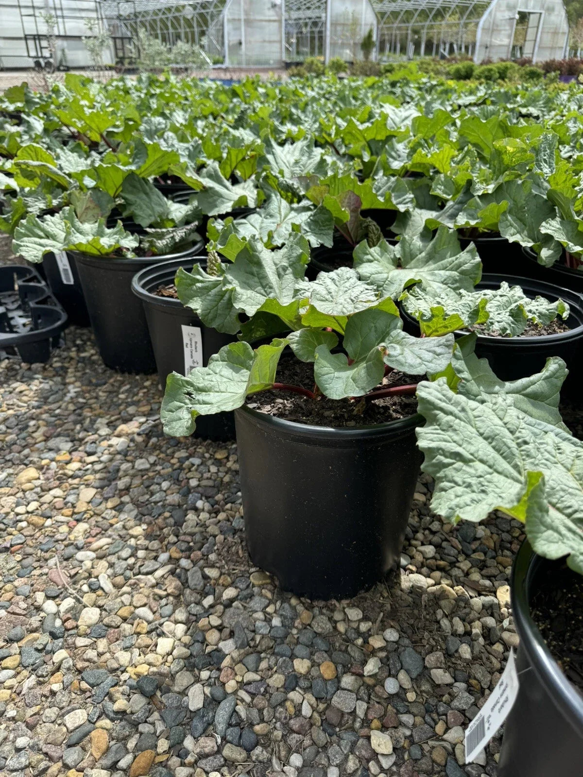 Potted Rhubarb Plant 2 Gal. Chipman's Red Rheum rhabarbarum Perennial Garden Vegetable
