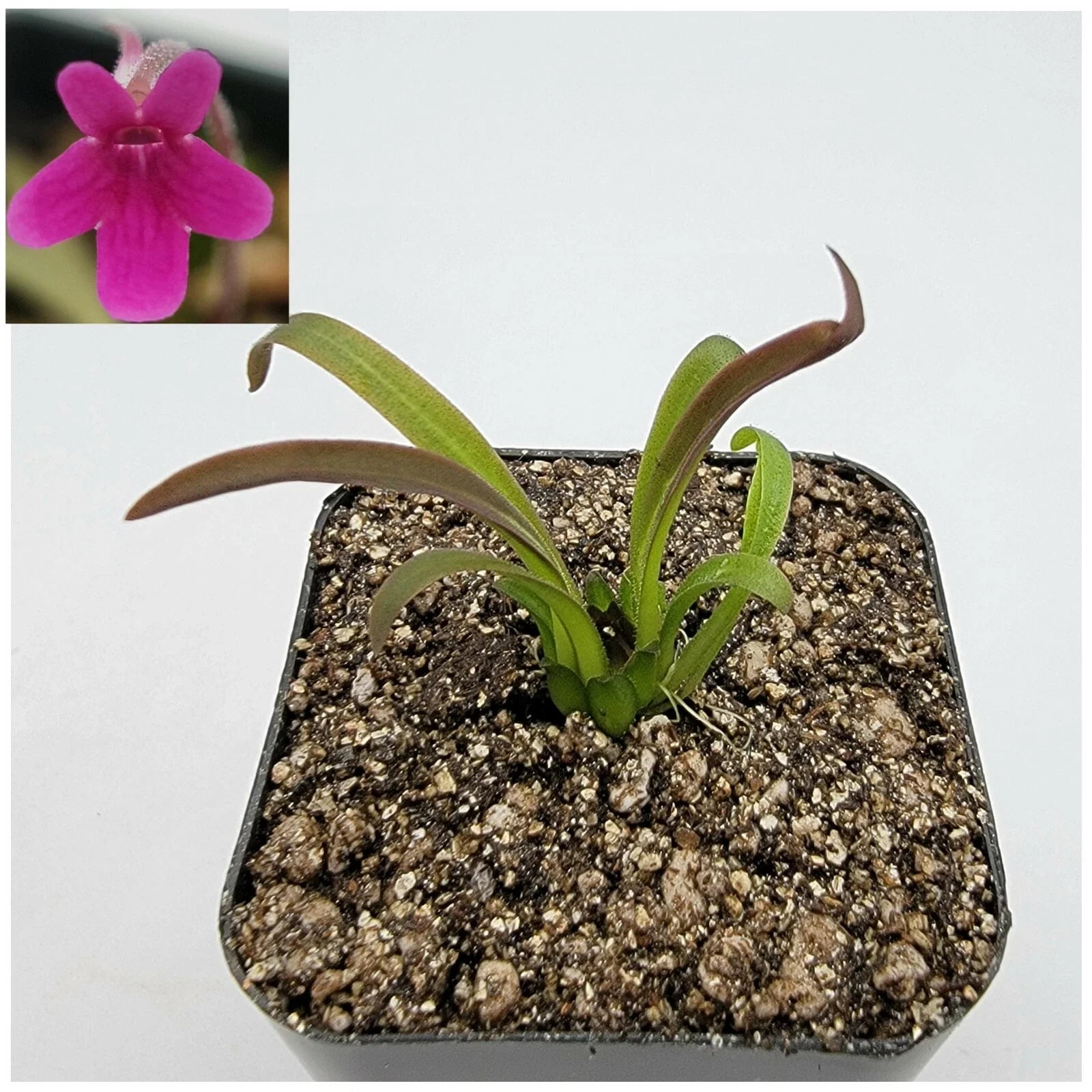Butterwort Plant - Pinguicula calderoniae Llano del Conejo - Carnivorous Indoor Plant in Potted Format