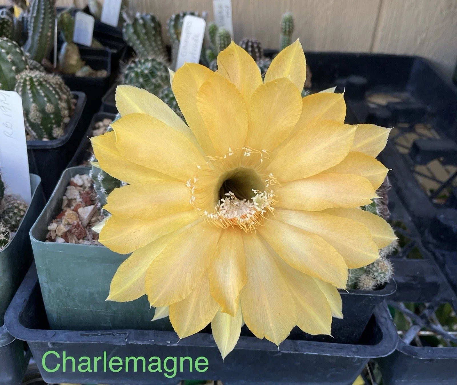 Echinopsis Schick Hybrids Cactus Plant - Rooted Succulent Variety - Charlemagne Echinopsis - Indoor Outdoor Ready