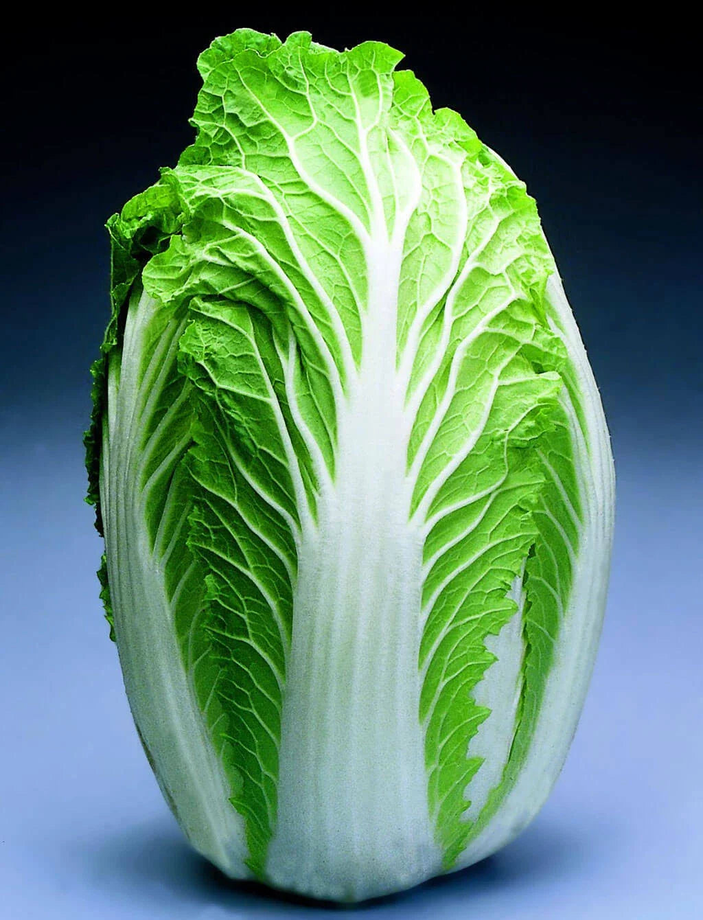 Chinese Cabbage Seeds - China Express Variety - Brassica rapa subsp. pekinensis - Fast-Growing, Crisp Leaves, 100 Seeds