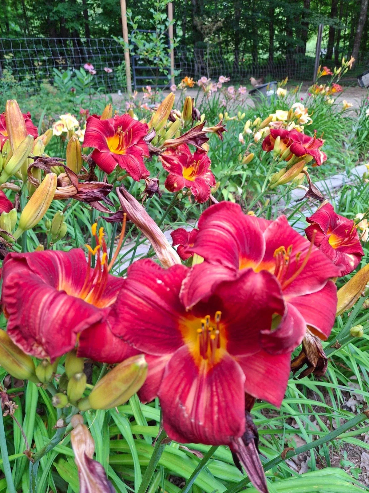 Daylily Bareroot Plant 1 Mature Fan 'Rufus' Hemerocallis - Vibrant Orange-Red Perennial Flower for Garden Landscaping