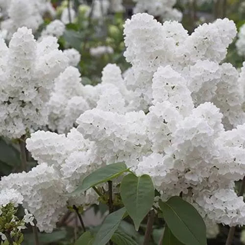 White Japanese Lilac Seeds - 25 Pack, Fragrant Syringa reticulata, Bushy Shrub, Full Sun, Garden Planting