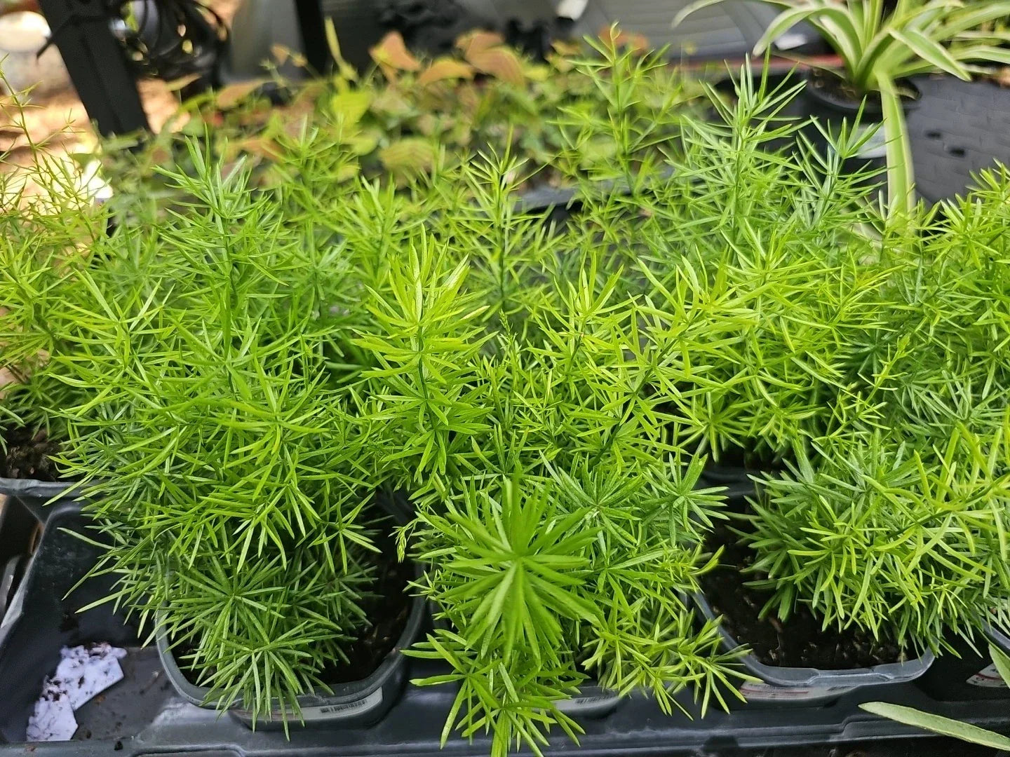 Asparagus Fern Live Plant 4" Pot Heirloom Sprengerii Densiflorus Green Foliage