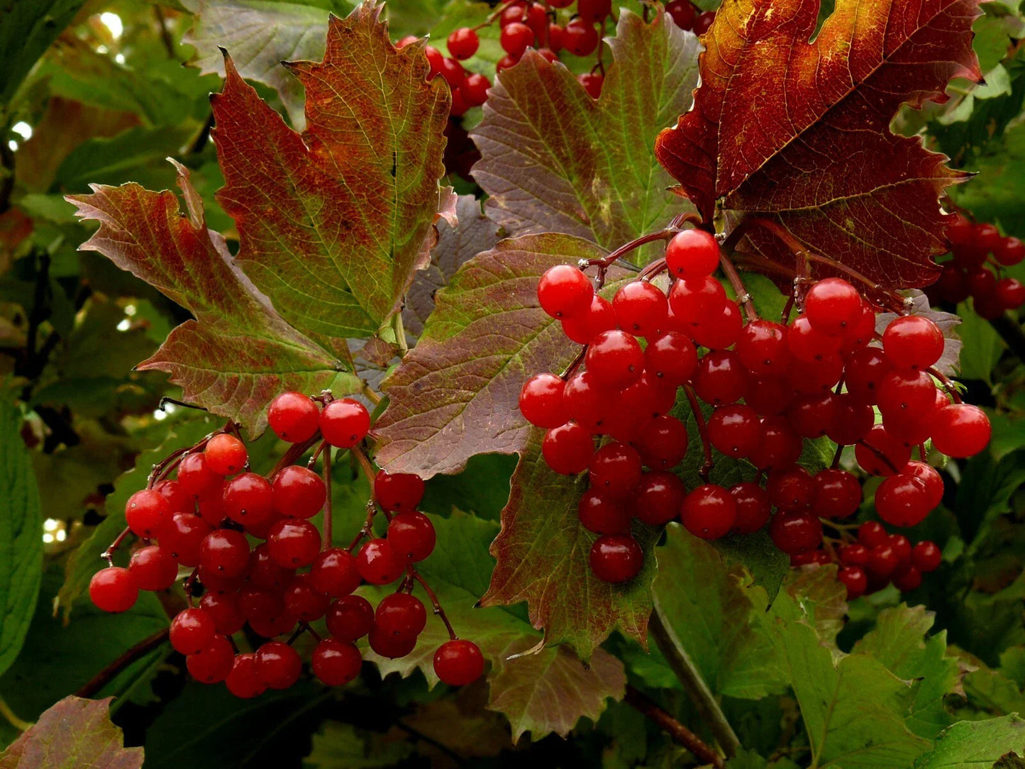 Highbush Cranberry Seeds - 40+ Viburnum Trilobum Seeds with Free US Shipping