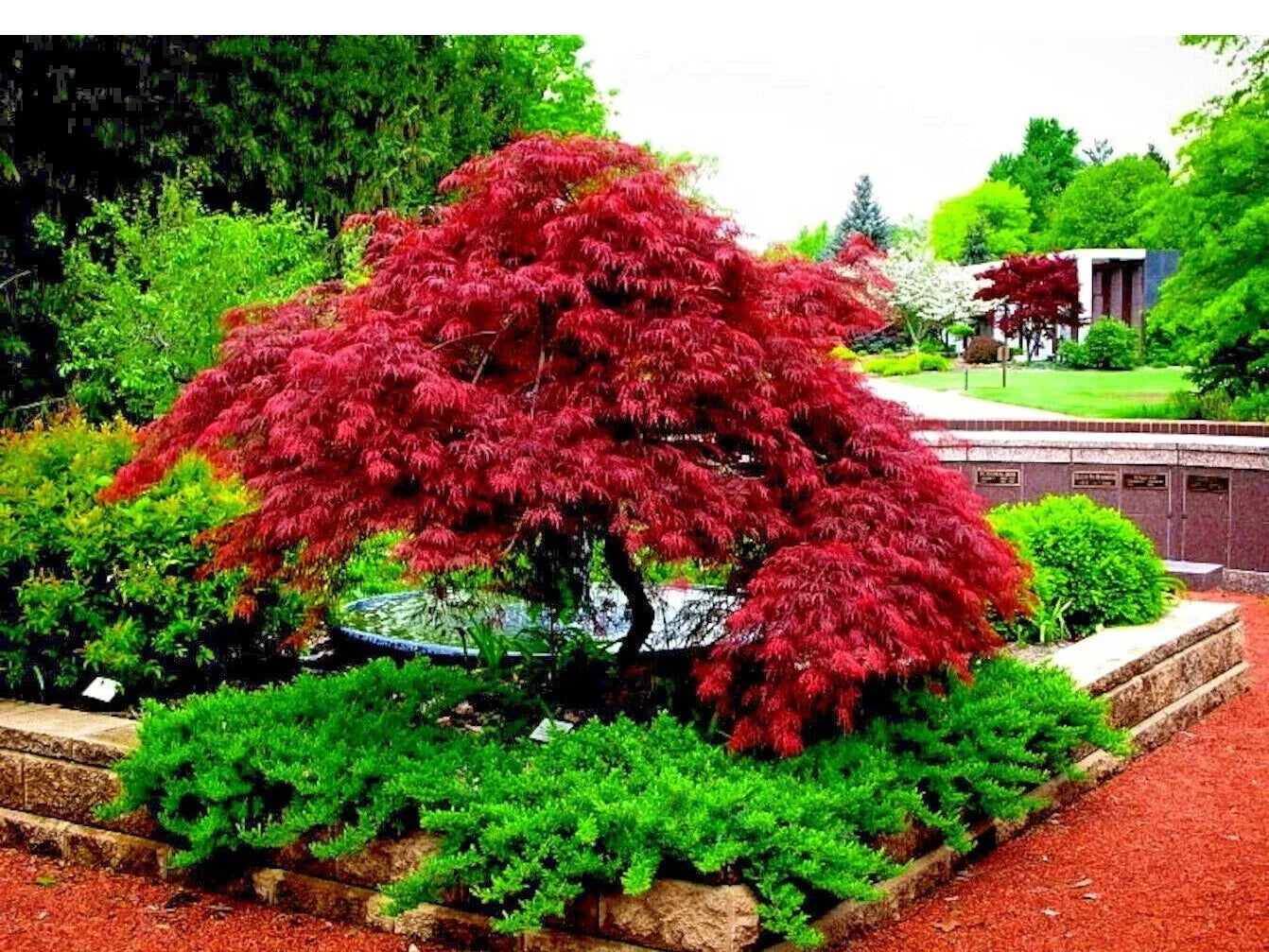 Japanese Red Maple Tree Seeds - Acer Palmatum Atropurpureum - Fall Color Bonsai Variety - 10+ Seeds