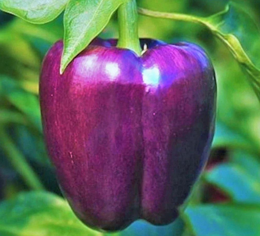 Purple Bell Pepper Seeds - Non-GMO Vegetable Seeds for Garden, Capsicum Annuum, Vibrant Purple Color, Sweet Flavor, 50+ Seeds