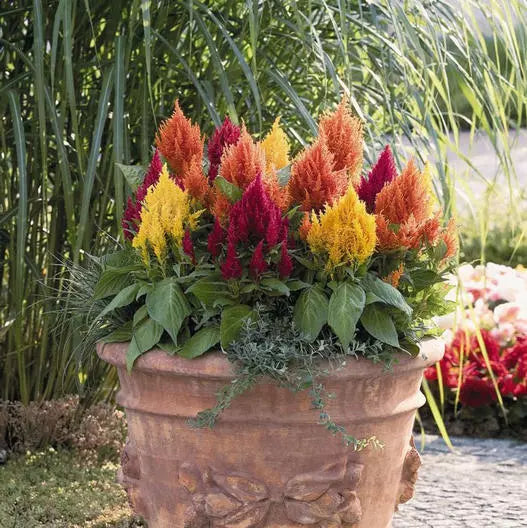 Celosia Seeds Mix - Lilliput Kewpie Dwarf Variety for Borders & Containers, Non-GMO, 200 Seeds, Vibrant Colors, Celosia argentea