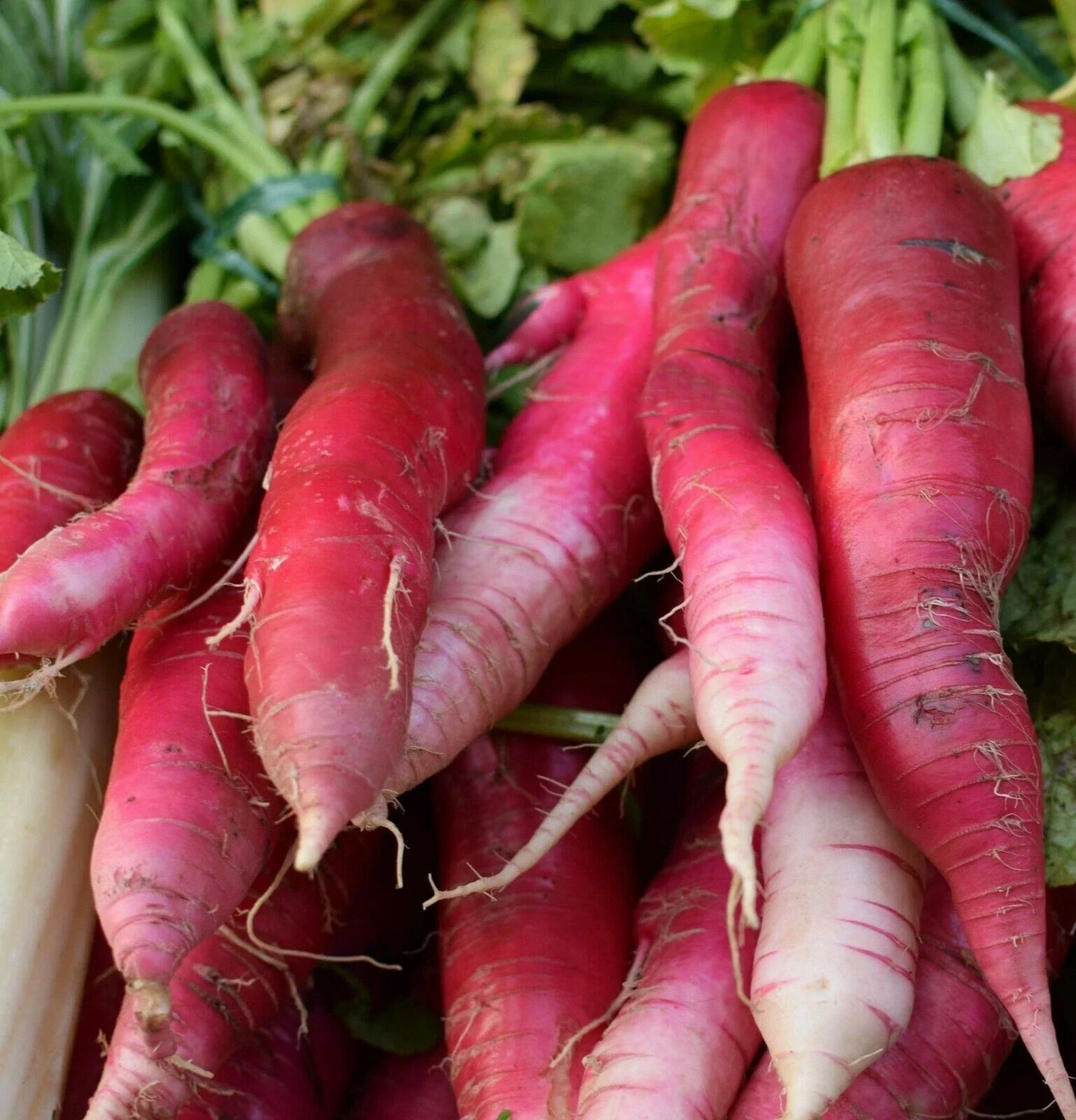 China Rose Radish Seeds NON-GMO Kaiware Winter Radish Raphanus sativus