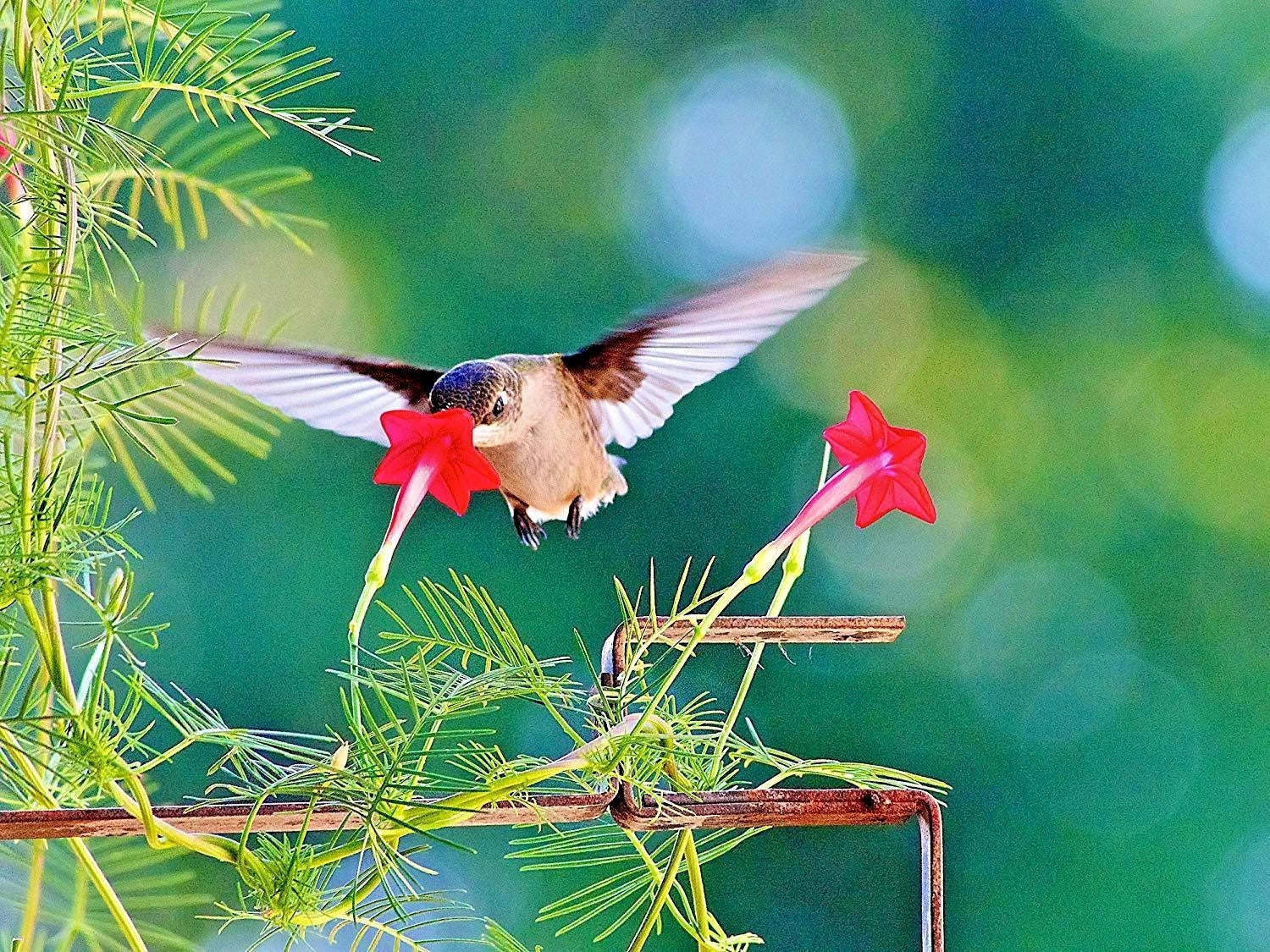 Cypress Vine Flower Seeds - Climbing Annual for Containers & Garden, Ipomoea quamoclit, Vibrant Red, Pink & White, 20+ Seeds