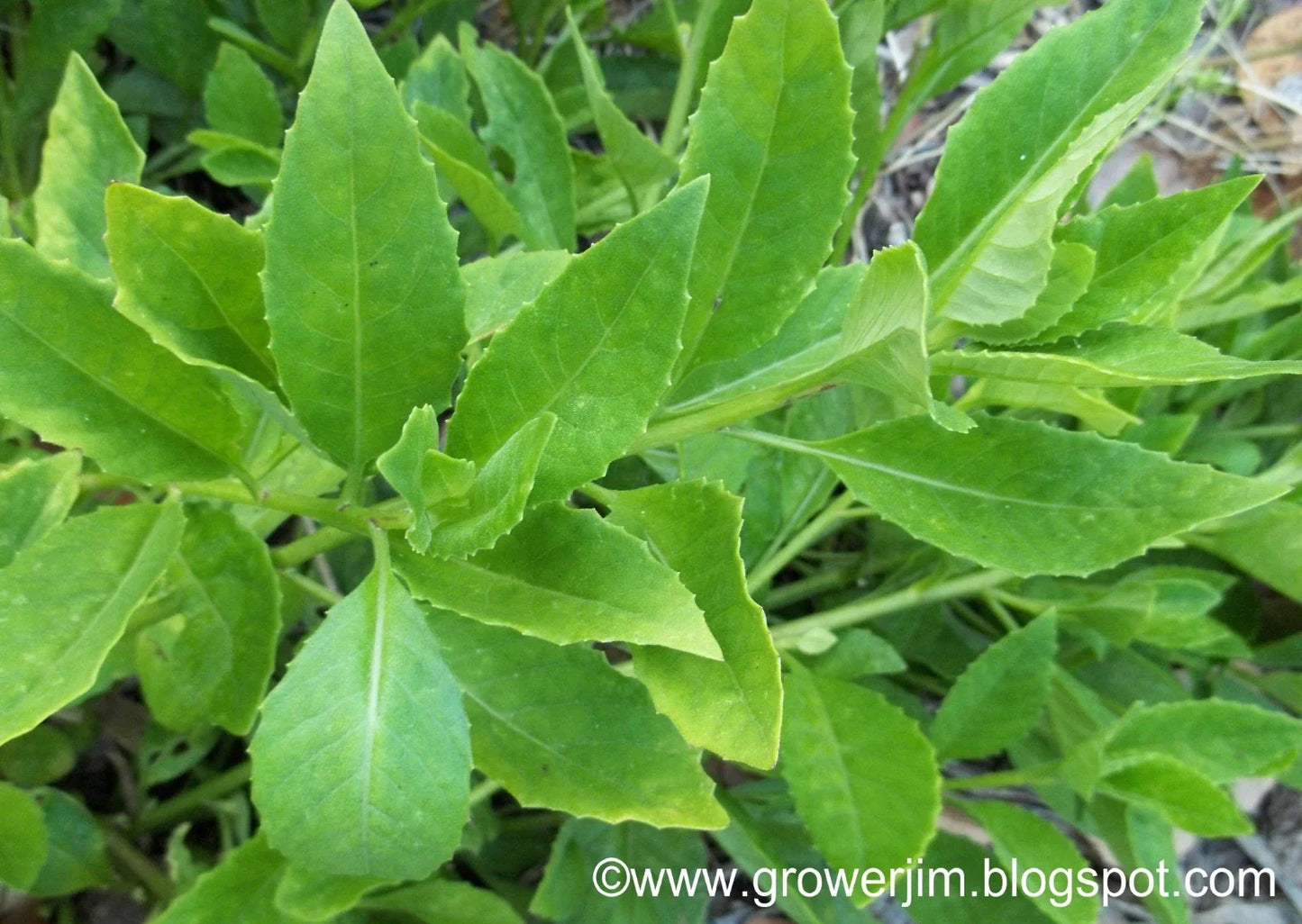 Longevity Spinach Tip Cuttings Gynura Procumbens Edible Greens for Gardening & Hydroponics