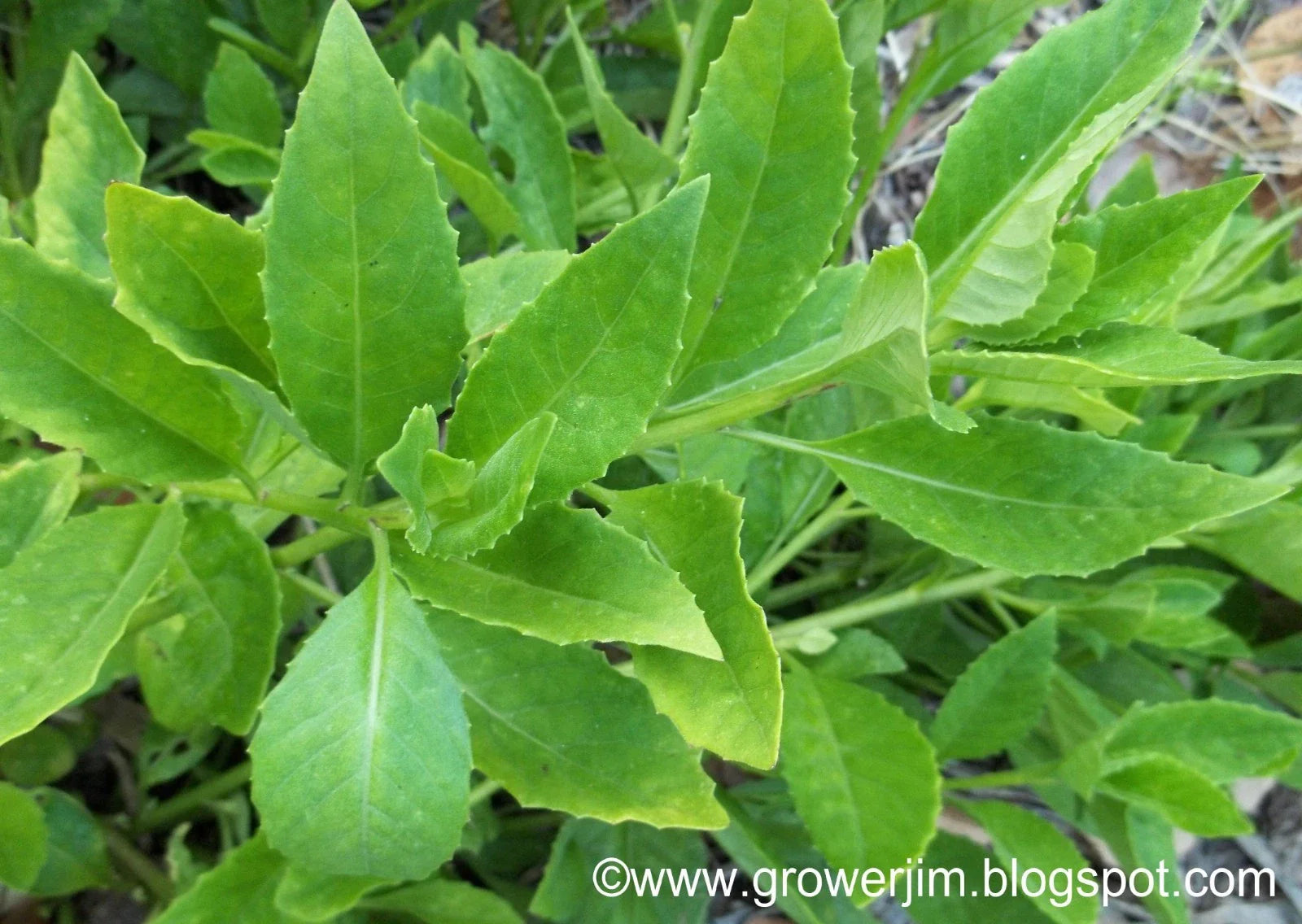 Longevity Spinach Tip Cuttings Gynura Procumbens Edible Greens for Gardening & Hydroponics