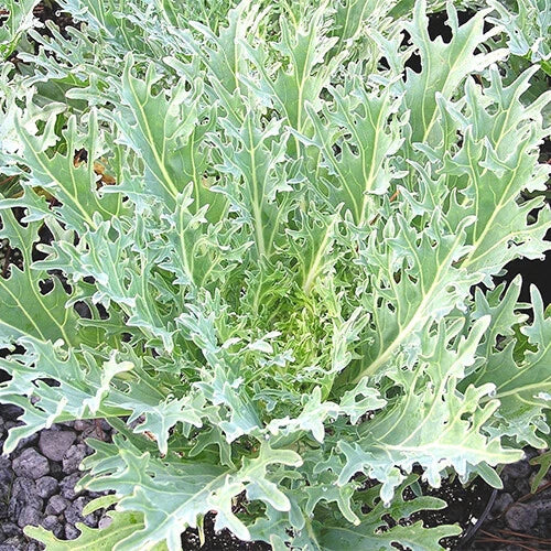 White Russian Kale Seeds | Heirloom Non-GMO Organic Brassica oleracea