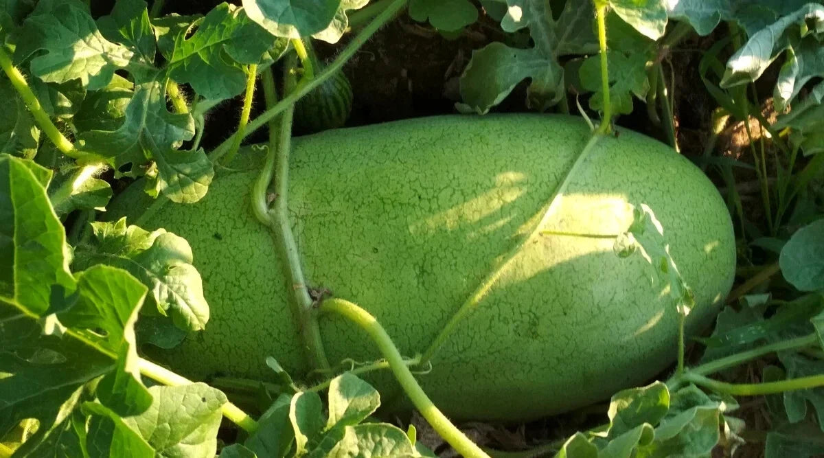 Charleston Gray Watermelon Seeds – 50+ Non-GMO Seeds for Garden Planting – Citrullus lanatus, USA Grown, Easy to Grow, Full Sun