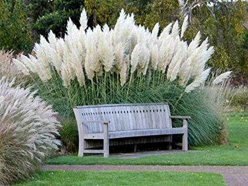 Giant White Pampas Grass Seeds - 1,000 Count Ornamental Grass Cortaderia selloana for Landscaping
