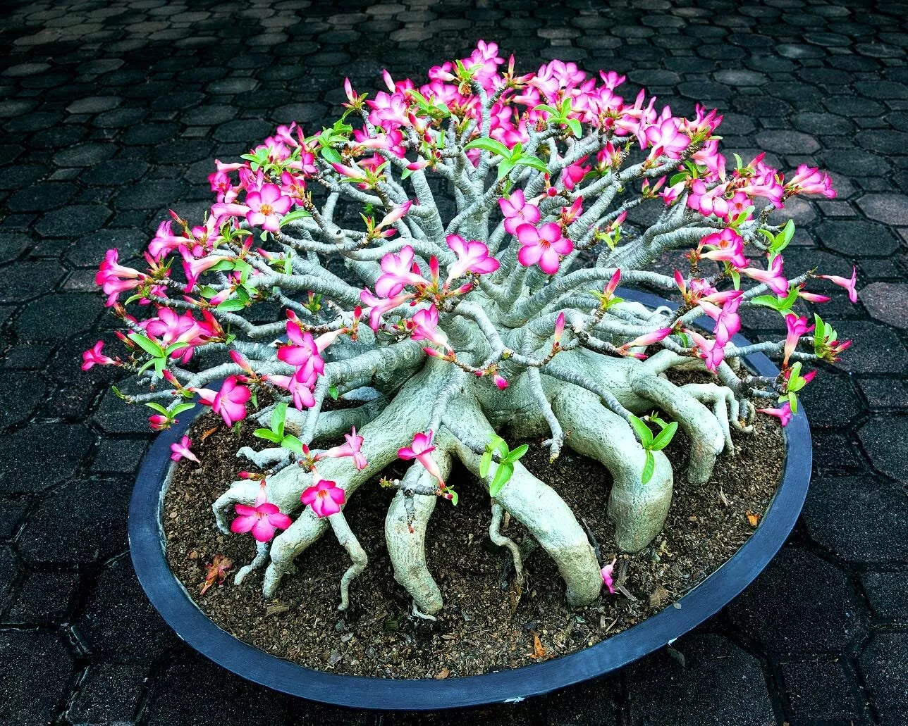 Mixed Color Desert Rose Seeds - Easy to Grow Adenium Obesum Bonsai Plant - Vibrant Flowering Succulent Seeds