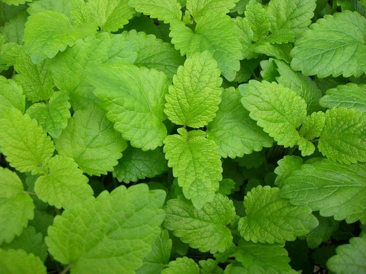 Lemon Balm Seeds - Heirloom Perennial Herb - Melissa officinalis - 235 Seeds - Non-GMO, Easy to Grow, Culinary & Pollinator Friendly