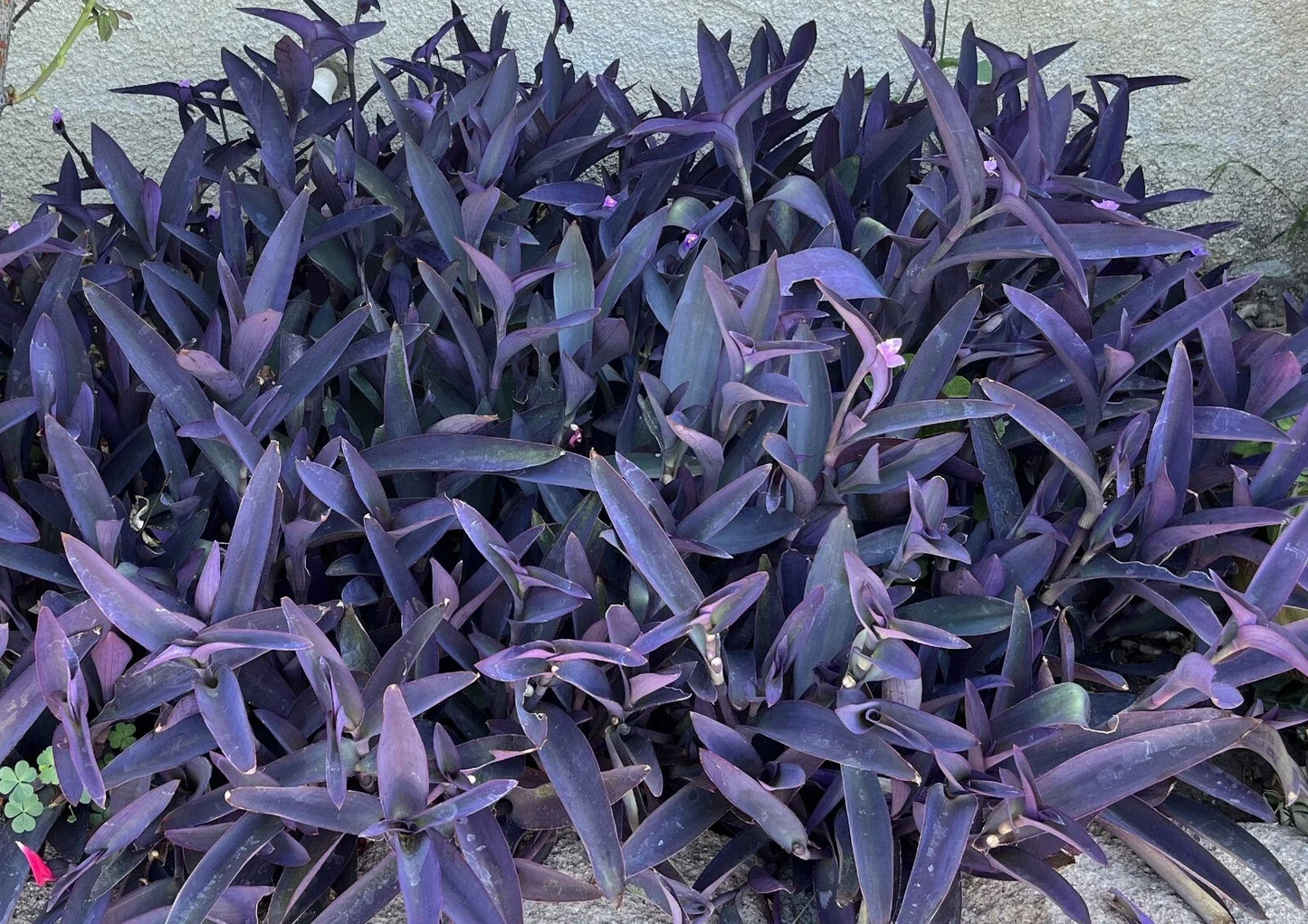 10 Purple Heart Wandering Jew Cuttings - Tradescantia Pallida Purpurea Live Plant Propagation Material