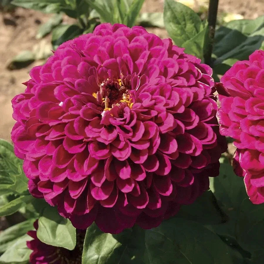 Tudor Zinnia Seeds - 100+ Pack, Zinnia elegans, Vibrant Colors, Butterfly Attracting, Easy Grow, Non-GMO, USA Grown