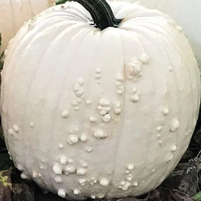 White Specter Pumpkin Seeds - Organic Heirloom Cucurbita pepo, 10 Seeds for Fall Gardens, USA Grown, Non-GMO, White Pumpkins