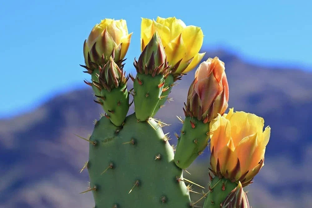 Green Prickly Pear Cactus Seeds - 50 Count, Opuntia ficus-indica, Drought-Resistant Succulent Seeds, Easy to Grow