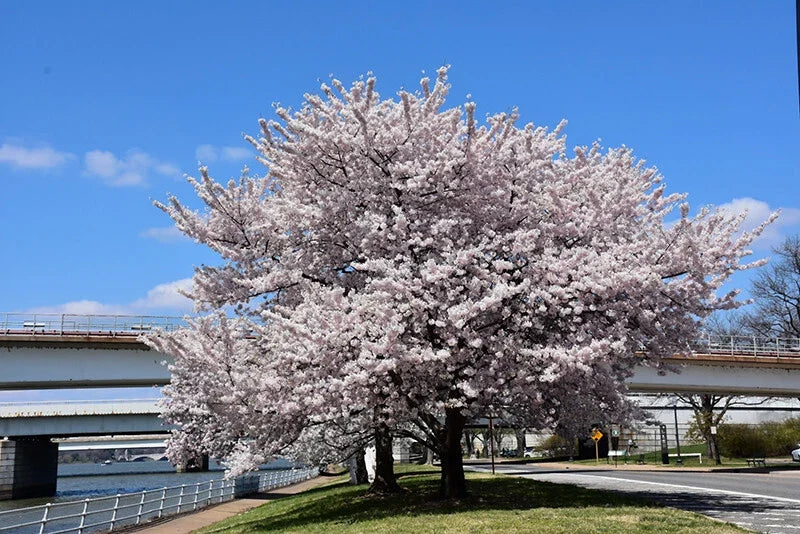 Akebono Flowering Cherry Tree Live Starter Plant – Soft Pink Flowers – Prunus x yedoensis – Garden Tree, Ornamental Tree