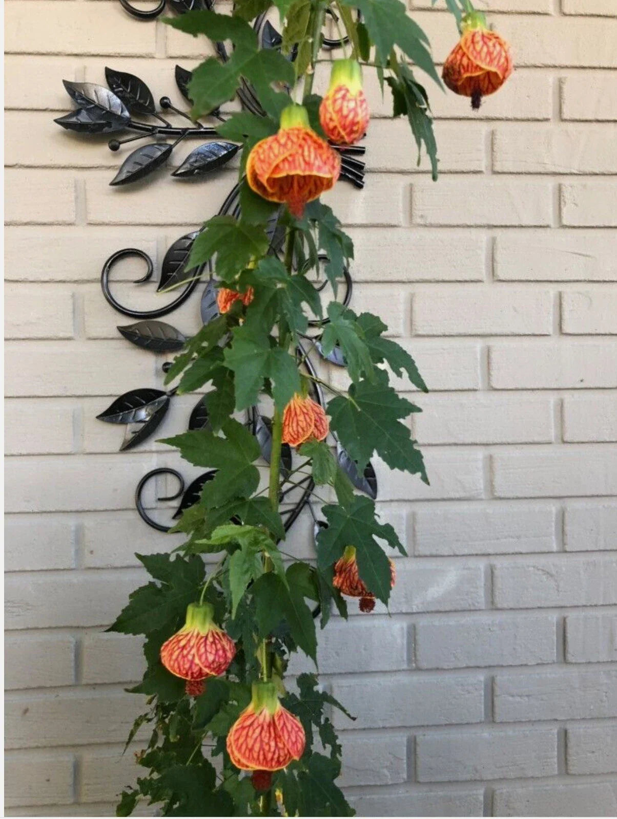 Tiger Eye Abutilon Flowering Maple Small Rooted Starter Plant, Variegated Leaves, Yellow Blooms, Abutilon hybridum