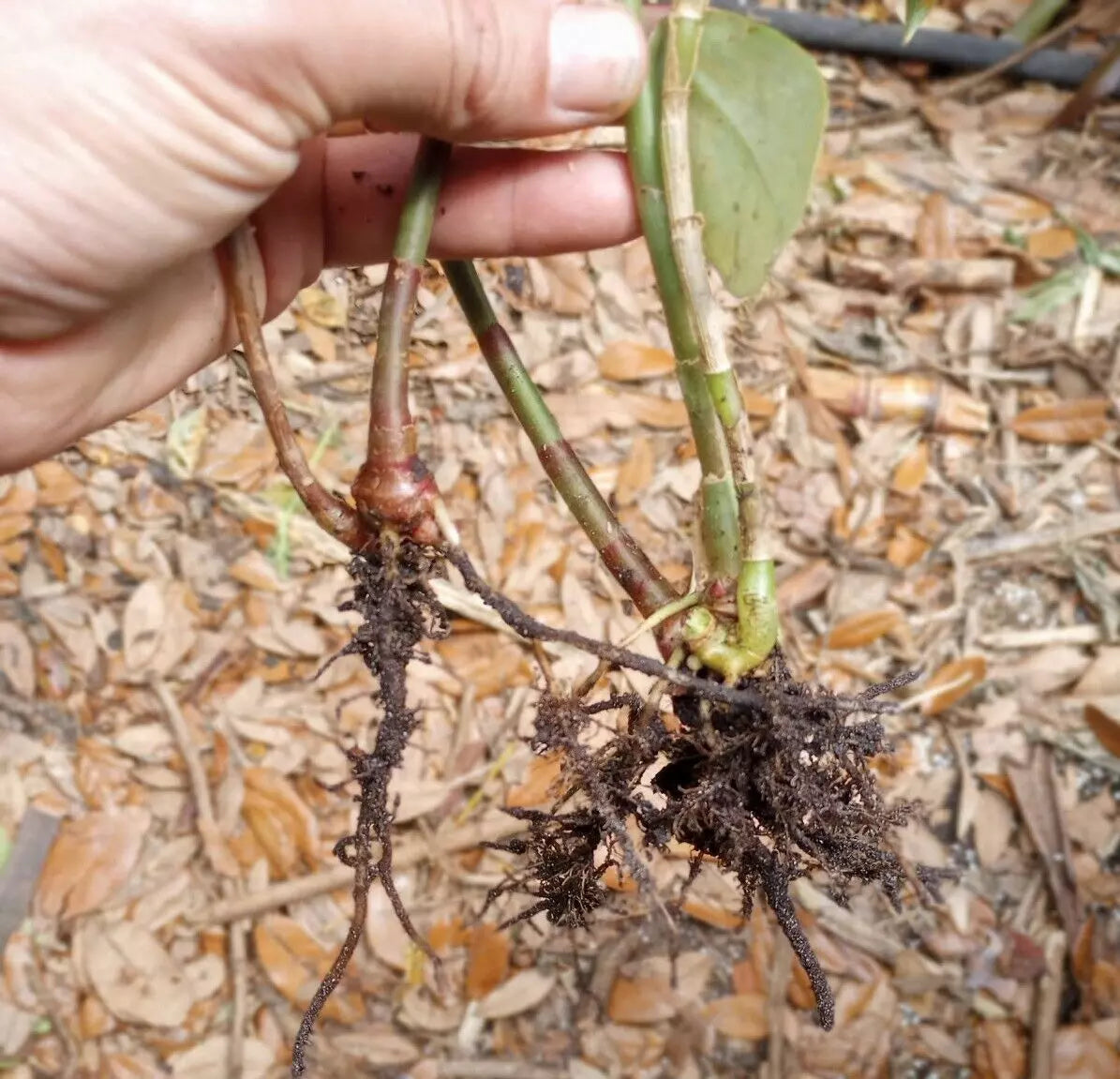 Organic Spiral Ginger Plants (Costus barbatus) 6-10'' Rooted Rhizomes - 2 Pieces