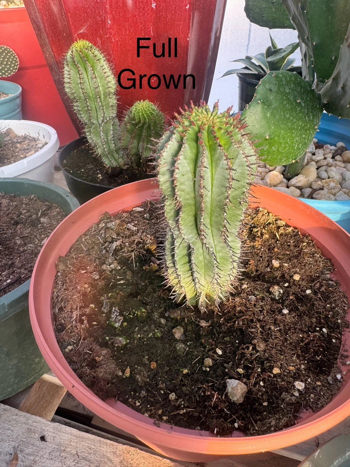 African Milk Barrel Succulent Plant - Rooted Start Euphorbia Polygona for Indoor & Outdoor Gardens