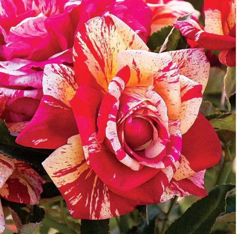 Daring Spirit Hybrid Tea Rose Cuttings 5-8" Long - Fresh Unrooted Rosa hybrid Stems