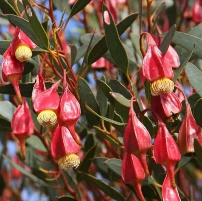 Fuchsia Gum Tree Seeds 10 Pack - Eucalyptus forrestiana Native Australian Tree for Garden Planting