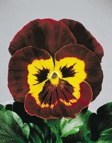 Pansy Seeds 50 Count Joker Mahogany Gold Viola x wittrockiana Flower Seeds for Gardens, Borders, Containers