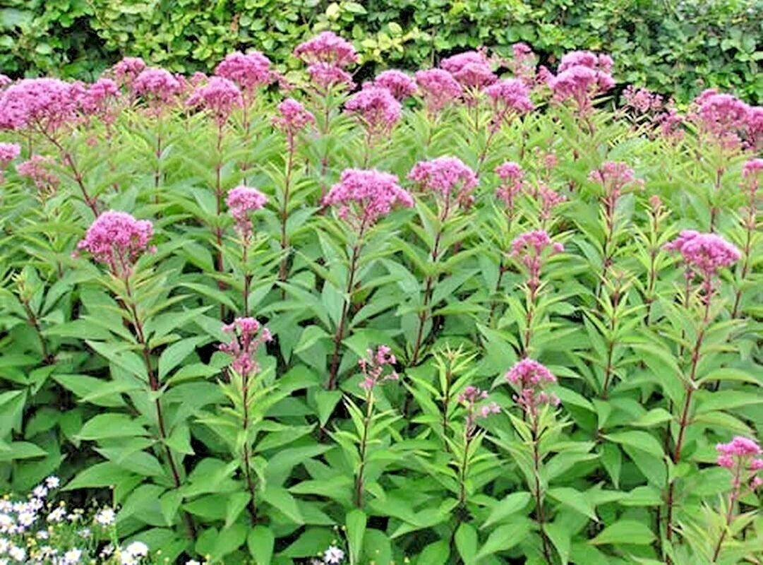 Joe Pye Weed Seeds - 200+ Organic Native Wildflower Seeds for Summer Garden