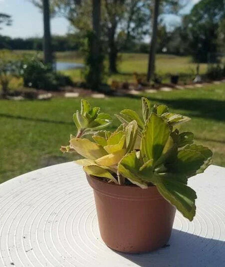 Plectranthus Neochilus Plant - Fuzzy Green Lobster Flower Indoor Houseplant