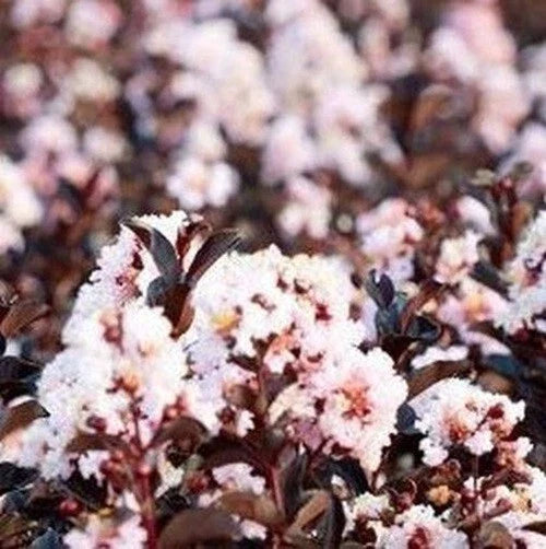 Blush Cape Myrtle Seeds - Lagerstroemia indica Perennial Flower Seeds for Gardens, Borders, Containers - 20 Pack