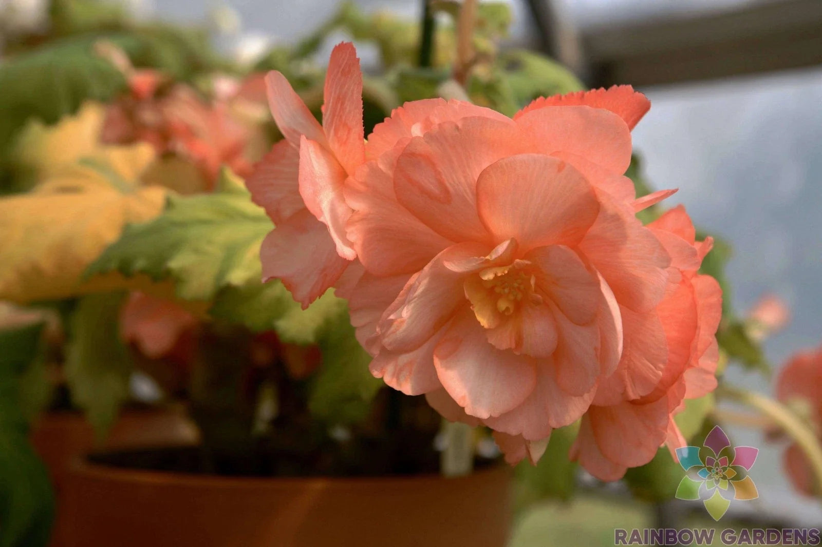 Pink Pearcei Begonia Seeds – Annual Planting, Vibrant Pink Flowers, Begonia pearcei, Non-GMO, USA Grown