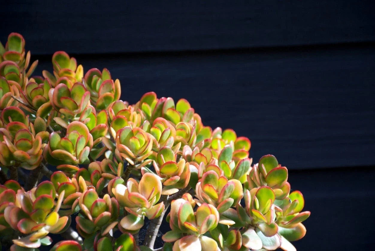 Jade Plant Cuttings 3-5 Inches, Crassula ovata, Succulent Propagation, Indoor Plant, Easy Care, 2 Healthy Cuttings