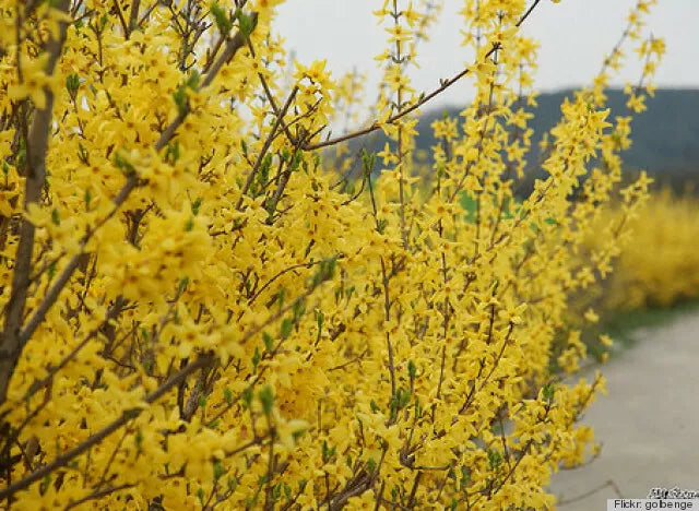 Forsythia Bush Live Plant Bare Root 12-24 Inches Forsythia x intermedia Yellow Spring Blooms