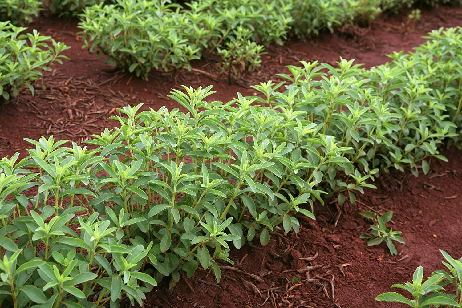 250 Stevia Rebaudiana Herb Plant Seeds – Natural Sweetleaf for Gardening & Cooking