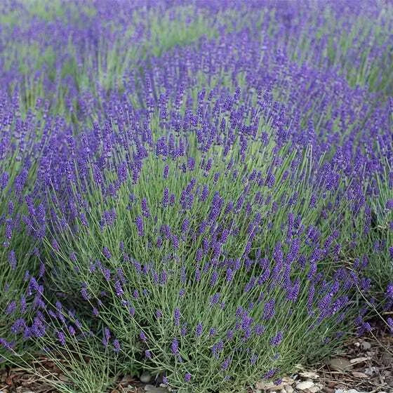 Lavender Seeds 500 Count - True English Vera Lavandula angustifolia Perennial Fragrant Flowers Non-GMO