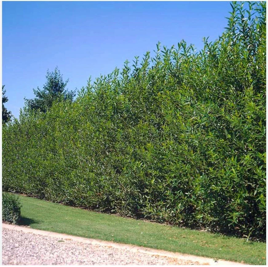 Austree Hybrid Willow Tree Cuttings - 10 Inch Fresh Rooting Stock for Privacy Screens, Windbreaks, Salix x matsudana