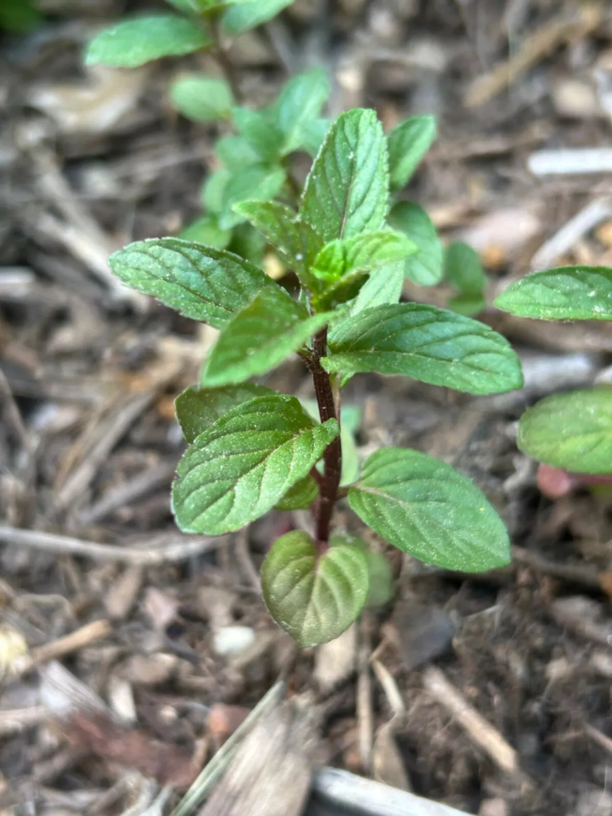 Chocolate Mint Plants - 5+ Inch Live Mentha × piperita 'Chocolate' Black Peppermint Herb