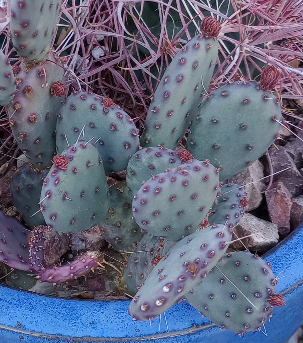 African Violet Leaves 2 Pack - Buckeye Exotic Dancer Saintpaulia ionantha for Indoor Propagation