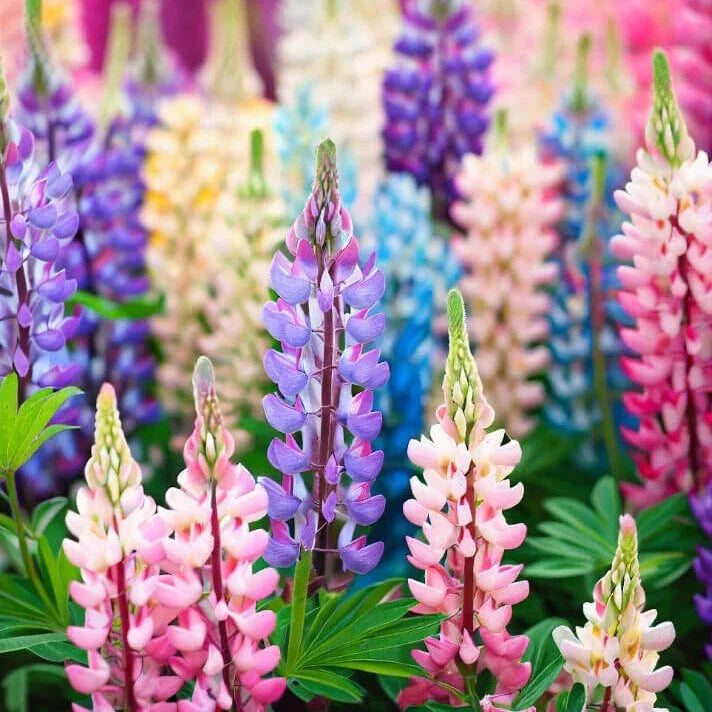 Pixie Delight Lupine Seeds | Non-GMO Lupinus polyphyllus | Colorful Perennial Flowers
