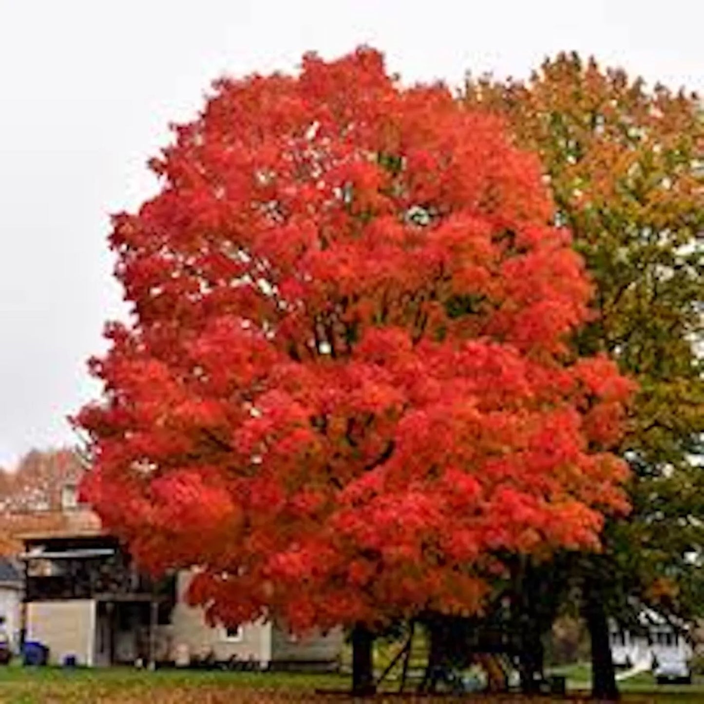 Sugar Maple Tree Starter Plant 12-18in Acer saccharum Bare Root for Landscaping & Fall Foliage