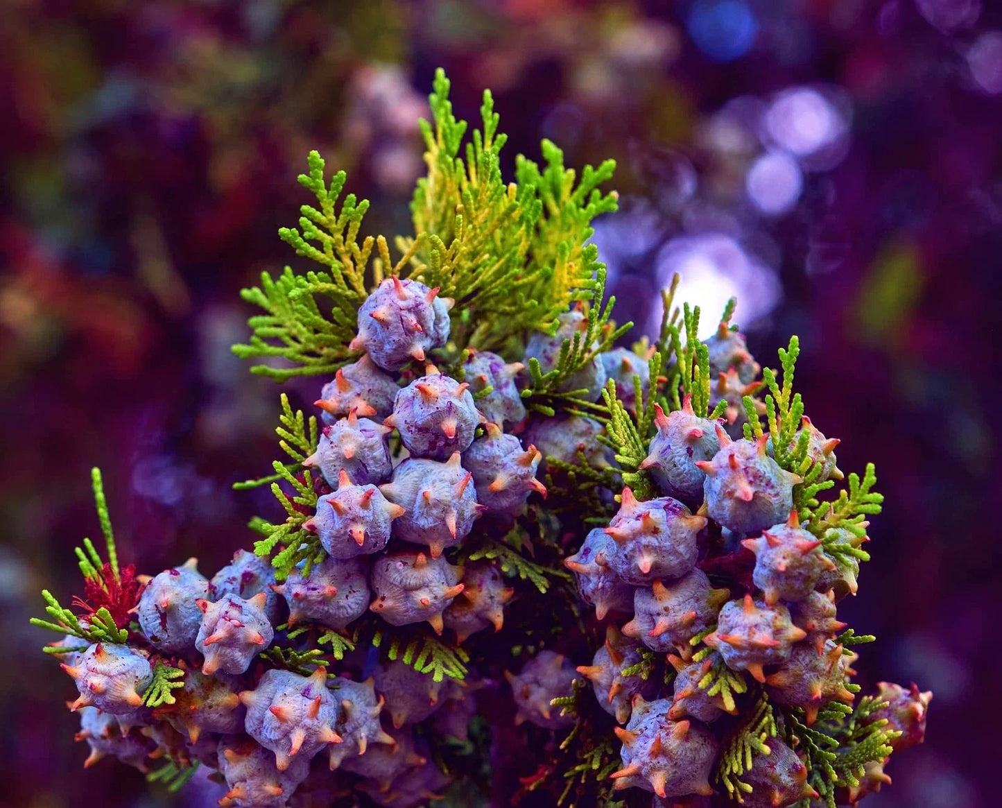 Oriental Arborvitae Tree Seeds 30 Count - Platycladus orientalis - Evergreen, Drought-Resistant, Ornamental Planting Seeds